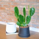  [Signature] Nopal Cactus 