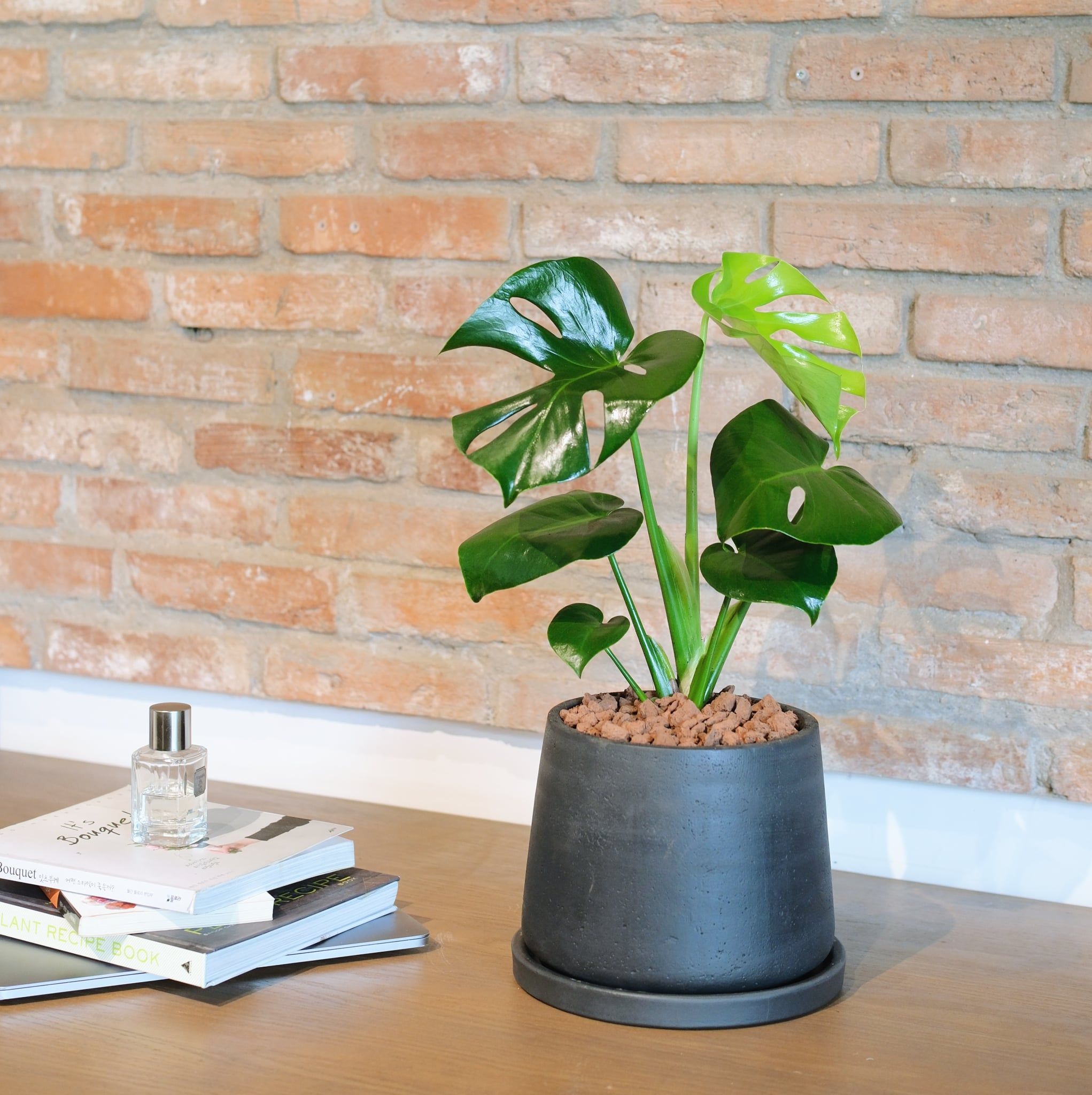  [Signature] Monstera 