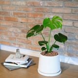  [Signature] 몬스테라 
