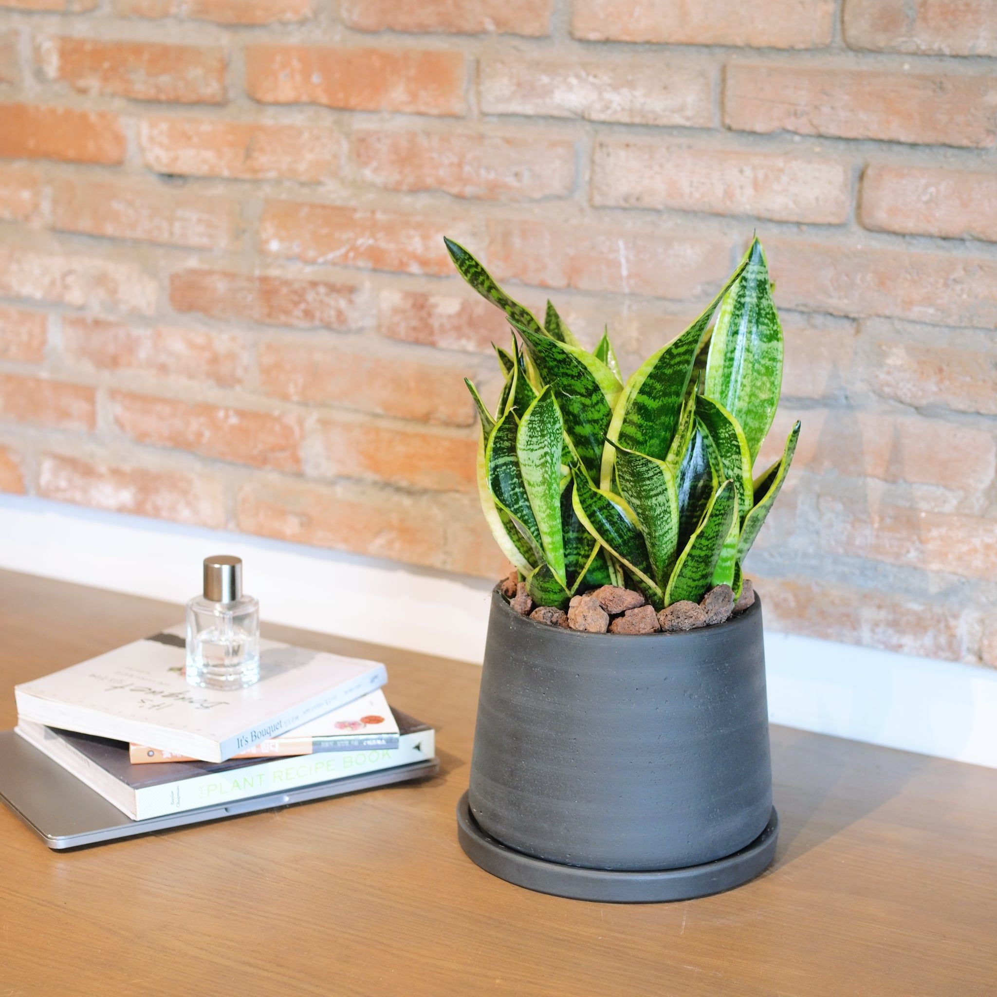  [Signature] Sansevieria Small 