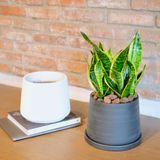  [Signature] Sansevieria Small 
