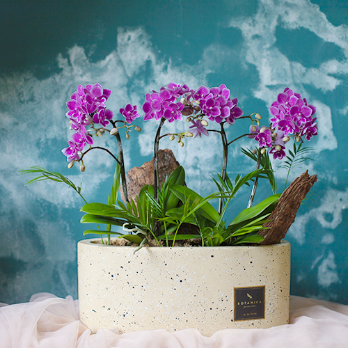  Mini Violet Orchid 