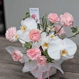  Grace Garden – Màu hồng 