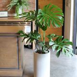  モンステラ (Monstera) 