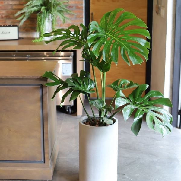  Monstera 
