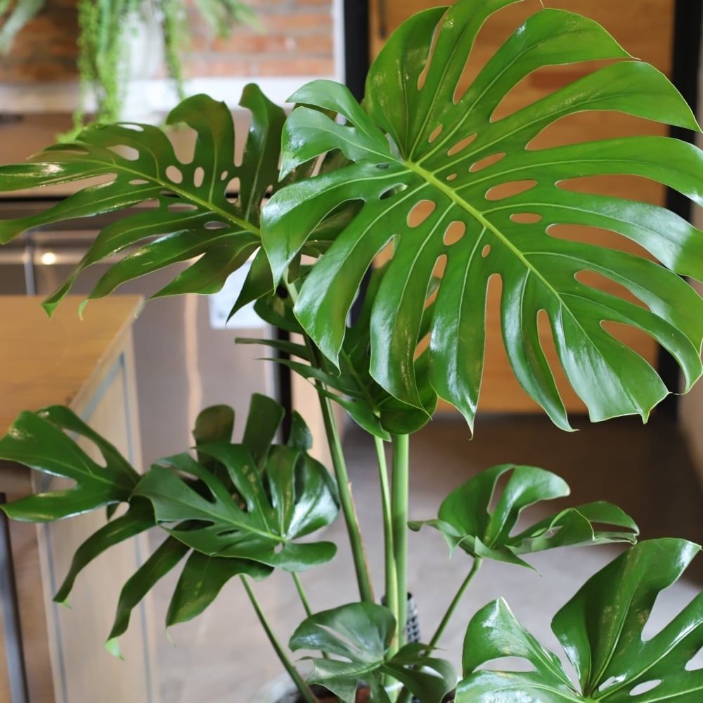  モンステラ (Monstera) 