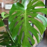  Monstera 