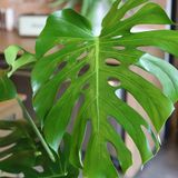  モンステラ (Monstera) 