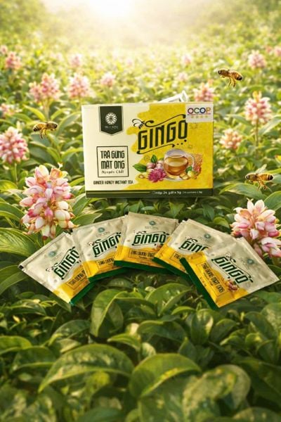  Trà gừng mật ong GINGO 