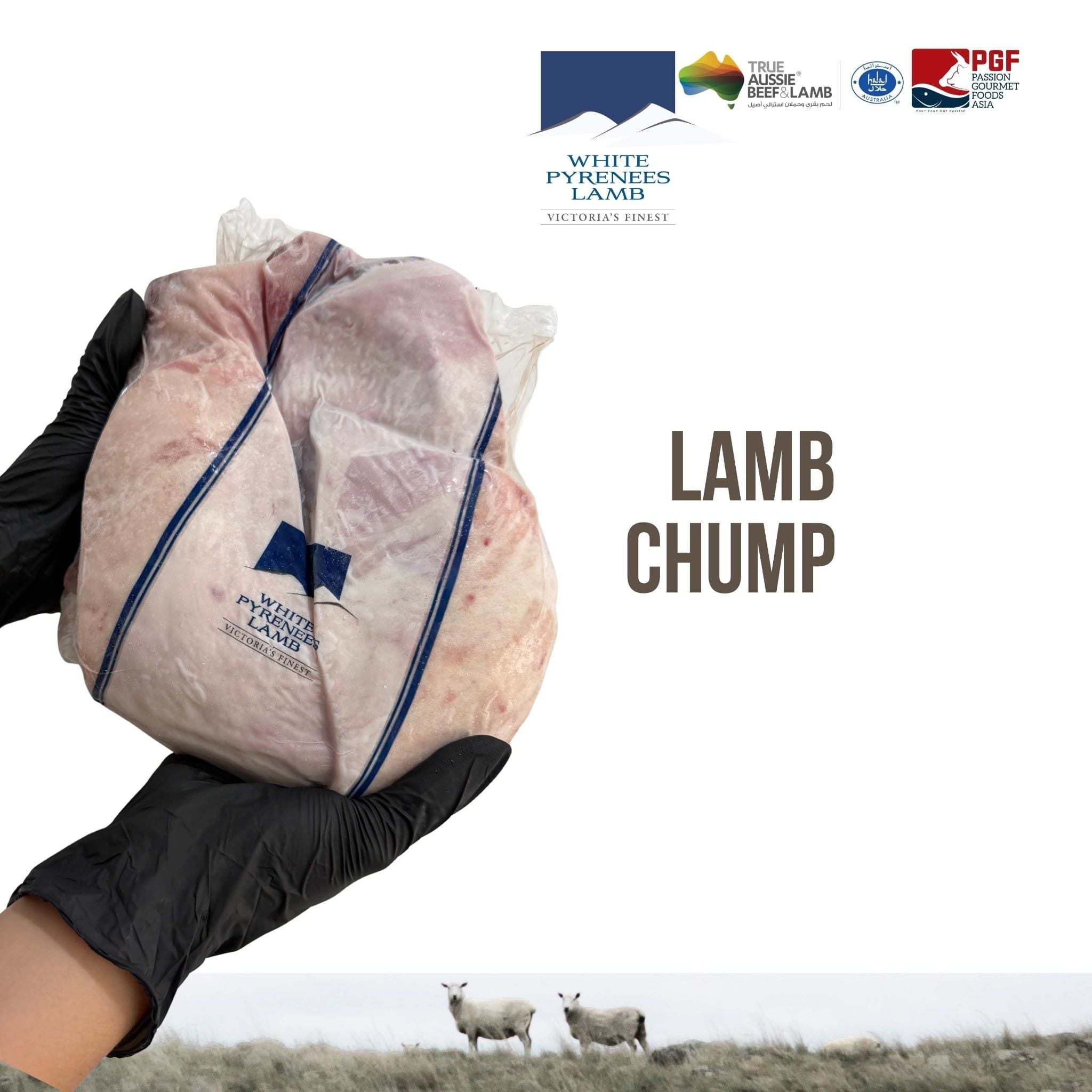 Chump WHITE PYRENEES LAMB CHUMP CAP ON| NẠC MÔNG CỪU ÚC WHITE PYRENEES – PGF ASIA