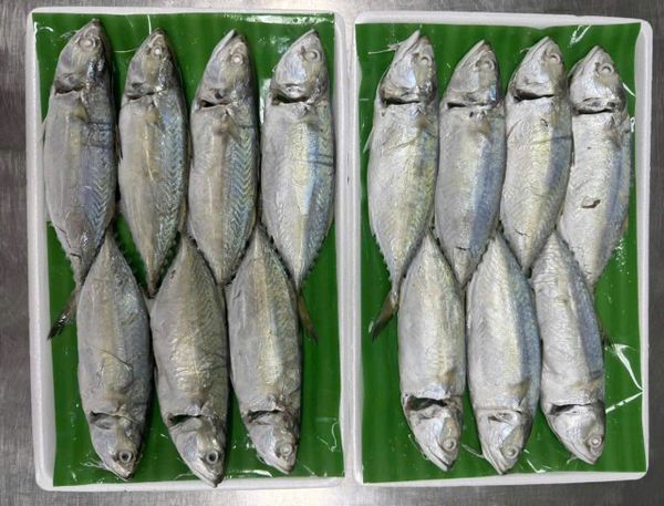  Cá bạc má luộc muối 500gr 