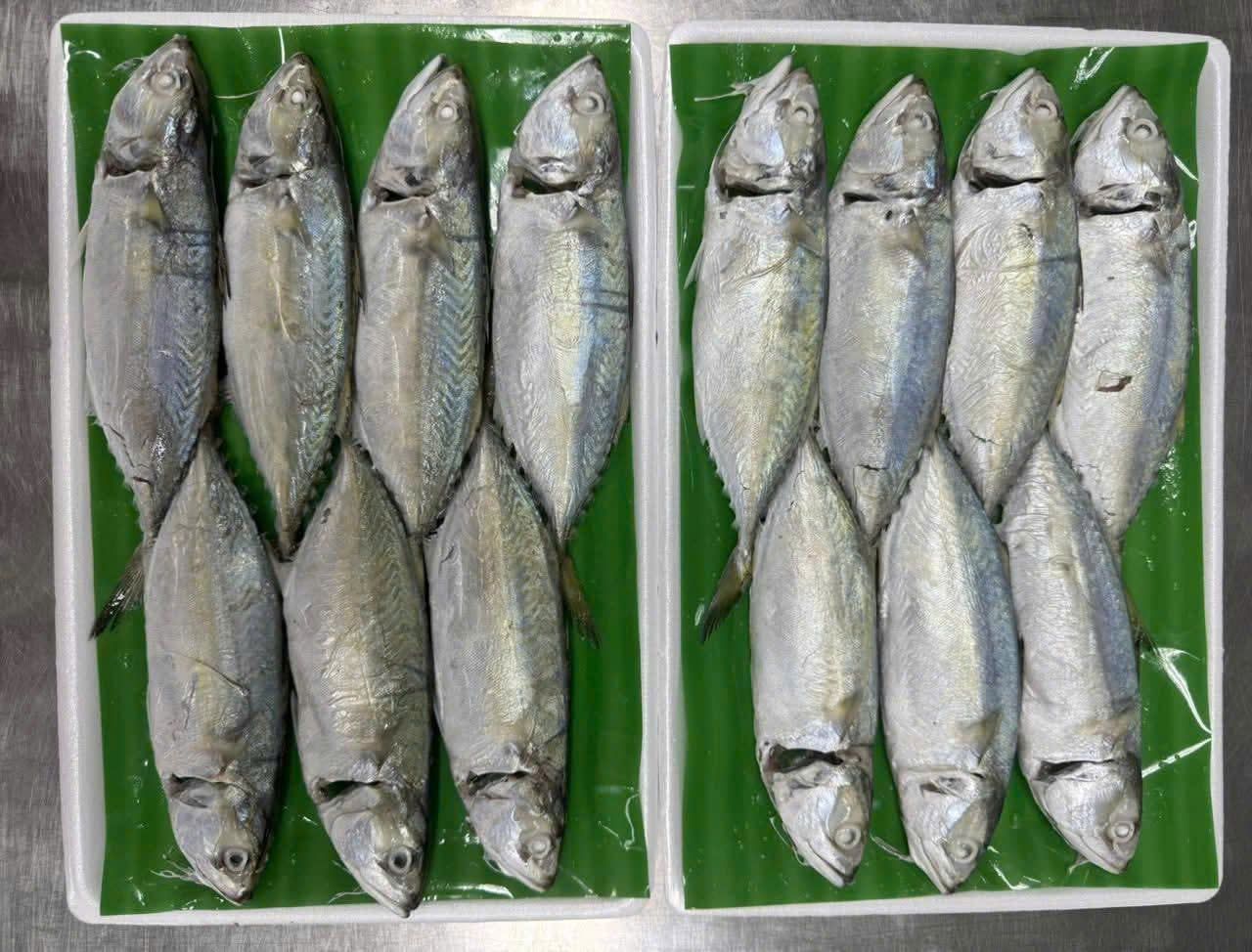  Cá bạc má luộc muối 500gr 