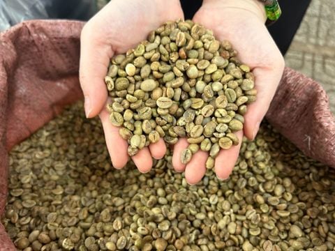 Cà phê nhân xanh hữu cơ Robusta bao 30kg ( USDA/EU Organic)