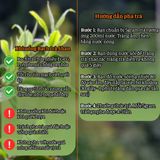  Bạch Trà Shan OCOP 4 Sao – Hộp Quà Hữu Cơ EU 