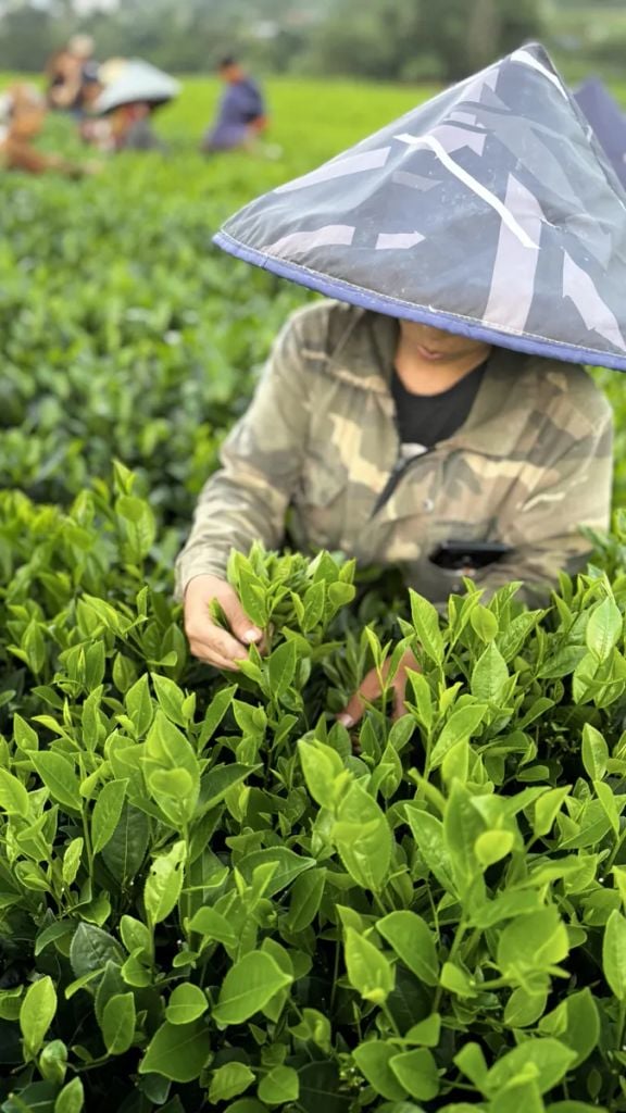  Trà Nõn Tôm Cánh Hạc Thái Nguyên – Trà Búp Hái Tay La Bằng, 1 Tôm 1 Nõn 