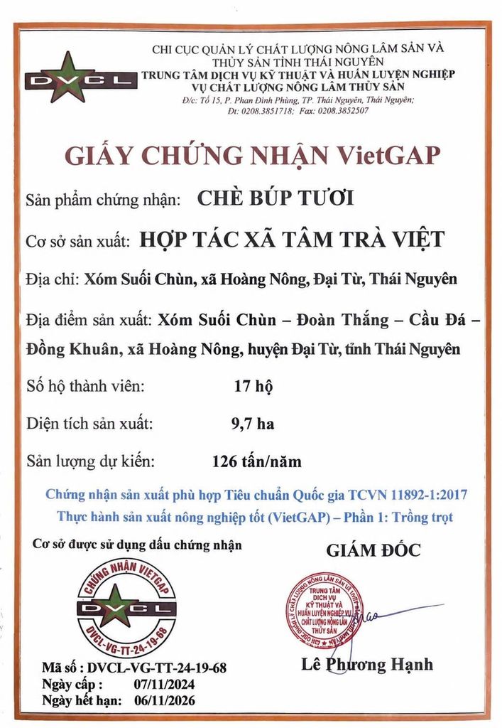  Trà Tấm Nõn – Cánh Gãy Sàng Từ Chính Mẻ Trà Nõn 