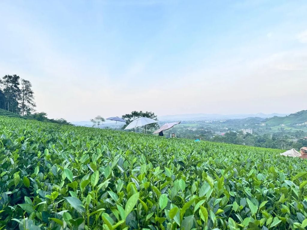  Hồng Trà Giải Rượu TRAVINA – Pha Nhanh Sau Tiệc 
