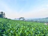  Hồng Trà Giải Rượu TRAVINA – Pha Nhanh Sau Tiệc 
