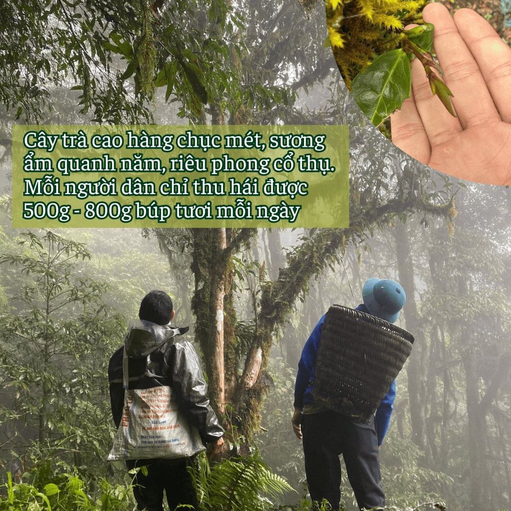  Hộp Quà Hồng Shan Tiên Chiêu Lầu Thi 2.402m 