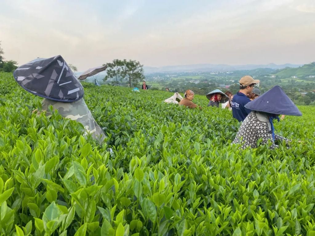  Hồng Trà Giải Rượu TRAVINA – Pha Nhanh Sau Tiệc 