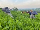  Hồng Trà Giải Rượu TRAVINA – Pha Nhanh Sau Tiệc 
