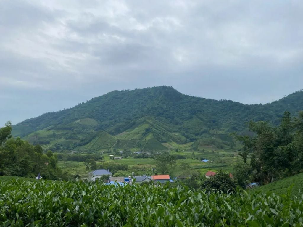  Trà Nụ Hoa – Nụ Hoa Chè Sao Khô, Vị Thanh Không Chát 