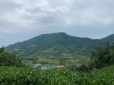  Trà Nụ Hoa – Nụ Hoa Chè Sao Khô, Vị Thanh Không Chát 