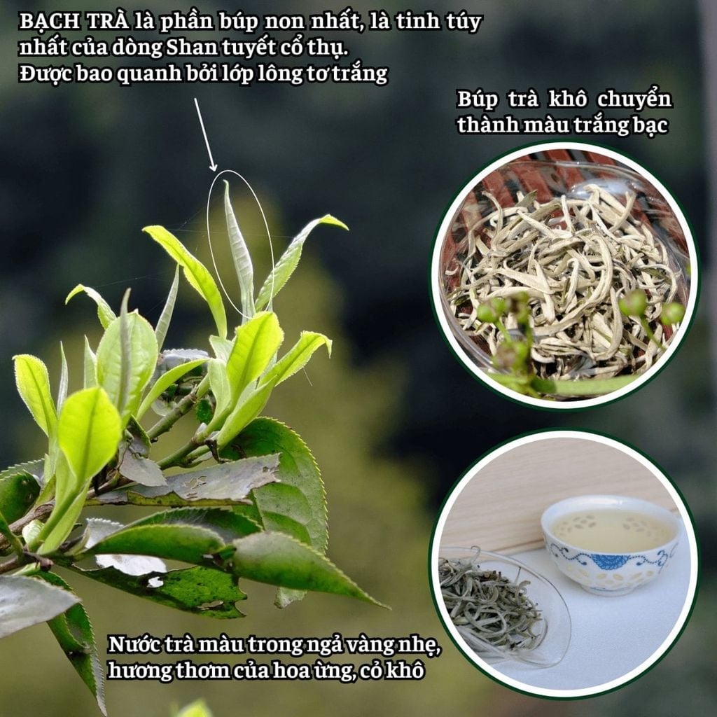  Set Quà Bạch Trà Shan Tây Côn Lĩnh – Giải Vàng Quốc Tế 