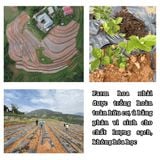  Set Quà Lục Trà Ướp Nhài – Hũ Sứ Và Túi Thổ Cẩm 