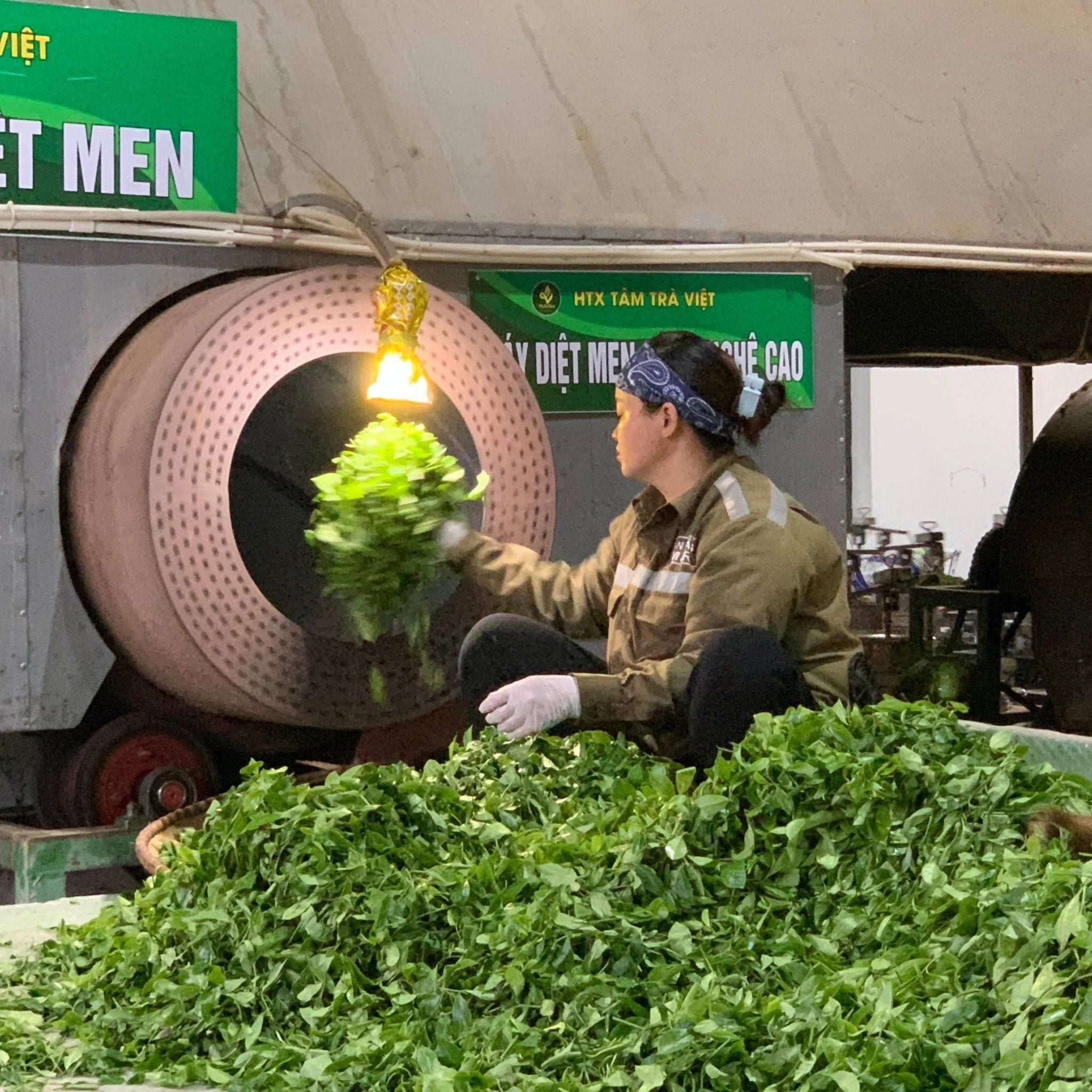  Trà Bắc Truyền Thống - Thuận Trà Thái Nguyên - Trà Thái Nguyên chuẩn VietGap 