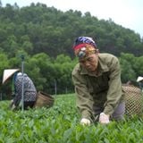  Trà Bắc Truyền Thống - Thuận Trà Thái Nguyên - Trà Thái Nguyên chuẩn VietGap 