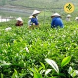  Trà Hoa Nhài ( Lài) - Travina - Trà Thái Nguyên Cao Cấp Đạt Tiêu Chuẩn VietGap, ISO 