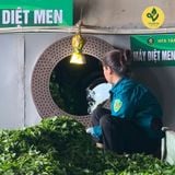  Trà Hoa Nhài ( Lài) - Travina - Trà Thái Nguyên Cao Cấp Đạt Tiêu Chuẩn VietGap, ISO 