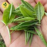  Trà Nõn Hảo hạng - Thuận Trà Thái Nguyên - Trà Thái Nguyên chuẩn VietGap, OCOP 