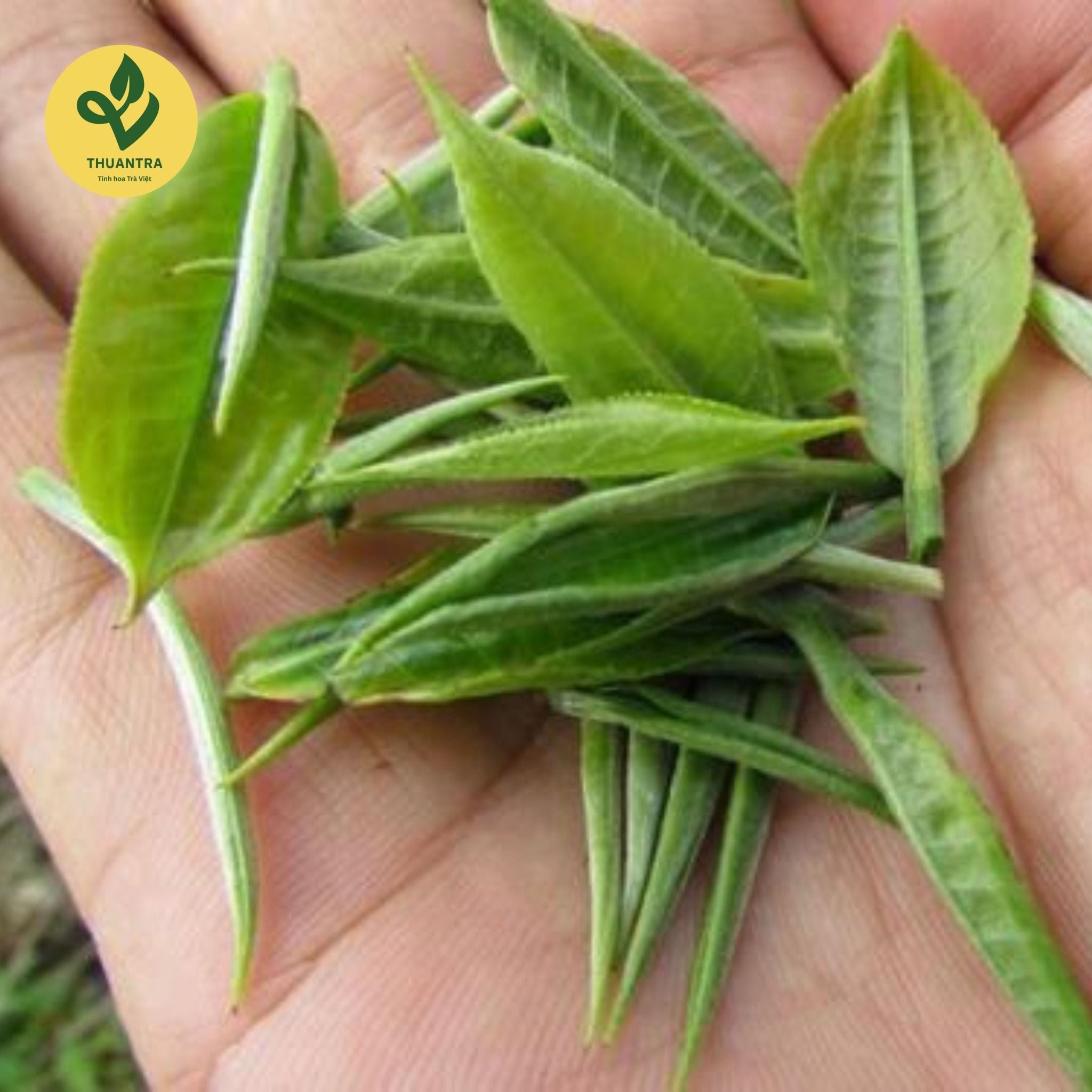  Trà Nõn Hảo hạng - Thuận Trà Thái Nguyên - Trà Thái Nguyên chuẩn VietGap, OCOP 