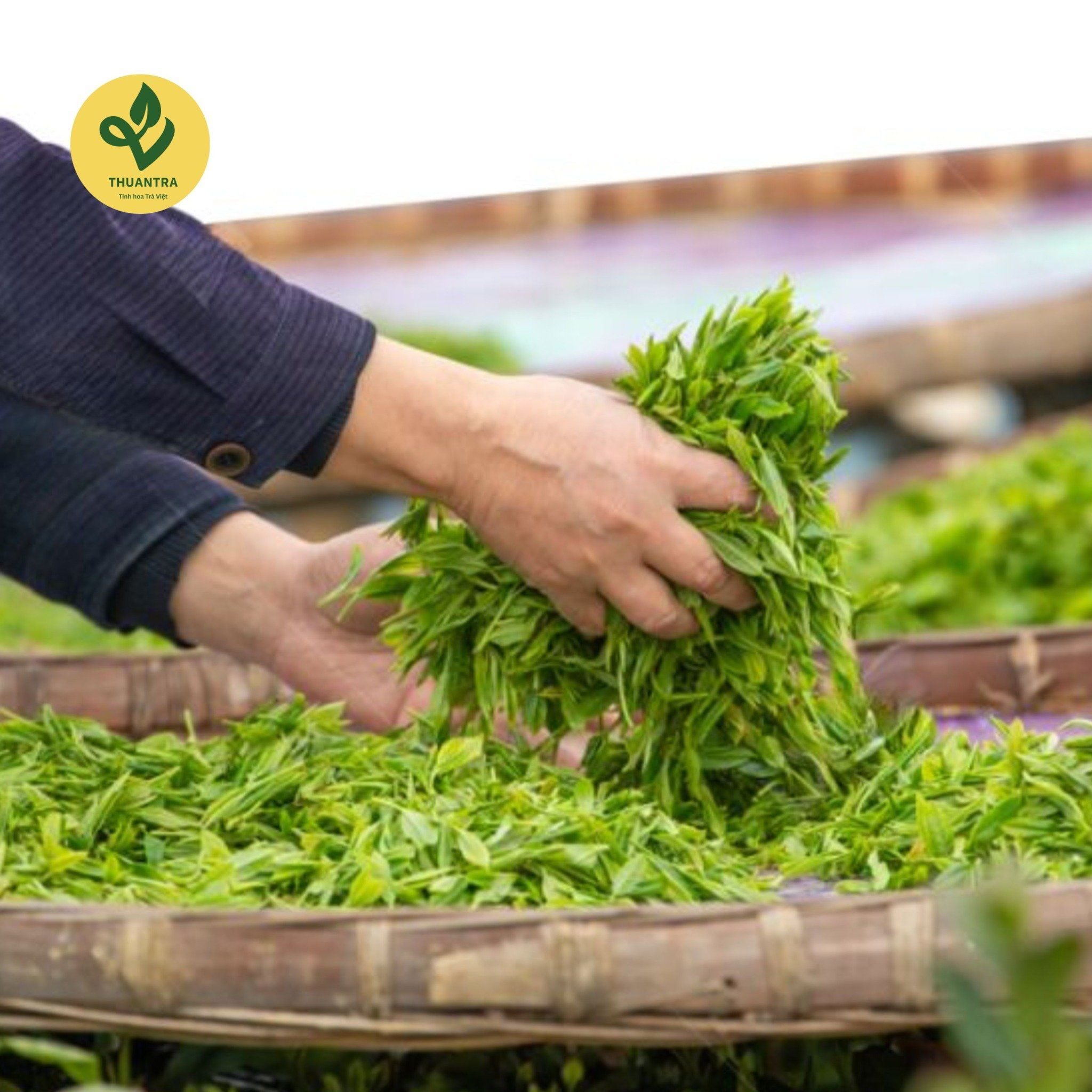  Trà Sạch 6 Không - Travina - Trà Thái Nguyên Cao Cấp Đạt Tiêu Chuẩn VietGap, ISO 