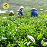  Trà Sạch 6 Không - Travina - Trà Thái Nguyên Cao Cấp Đạt Tiêu Chuẩn VietGap, ISO 