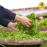  Hộp trà Nguyên Hương - Hộp trà sạch 6 không - Travina - Trà Thái Nguyên Cao Cấp Đạt Tiêu Chuẩn VietGap, ISO 