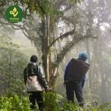  Trà Móng Rồng – Búp Trà Rừng Hoang Dã Tây Côn Lĩnh 1.700m 