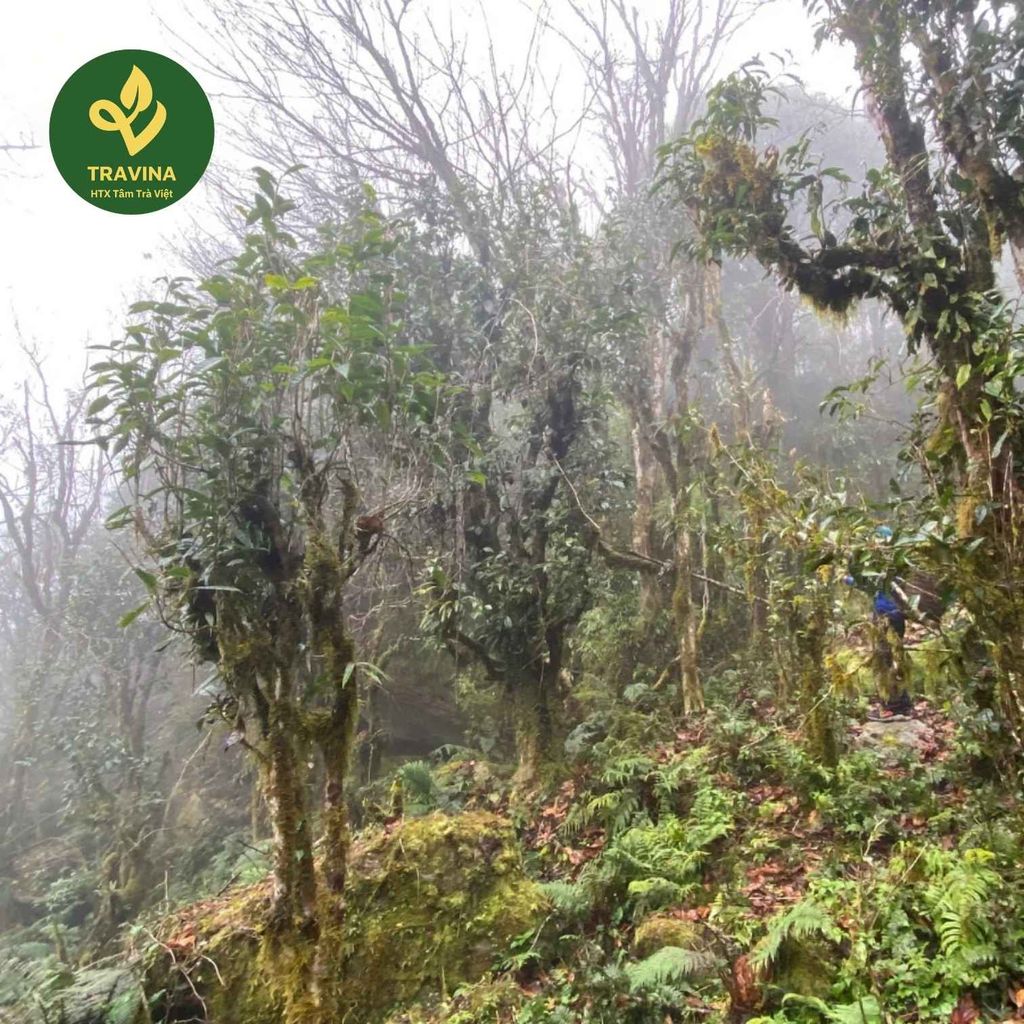  Trà Móng Rồng – Búp Trà Rừng Hoang Dã Tây Côn Lĩnh 1.700m 