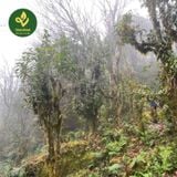  Trà Móng Rồng – Búp Trà Rừng Hoang Dã Tây Côn Lĩnh 1.700m 