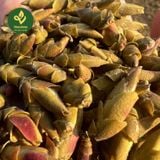  Trà Móng Rồng – Búp Trà Rừng Hoang Dã Tây Côn Lĩnh 1.700m 