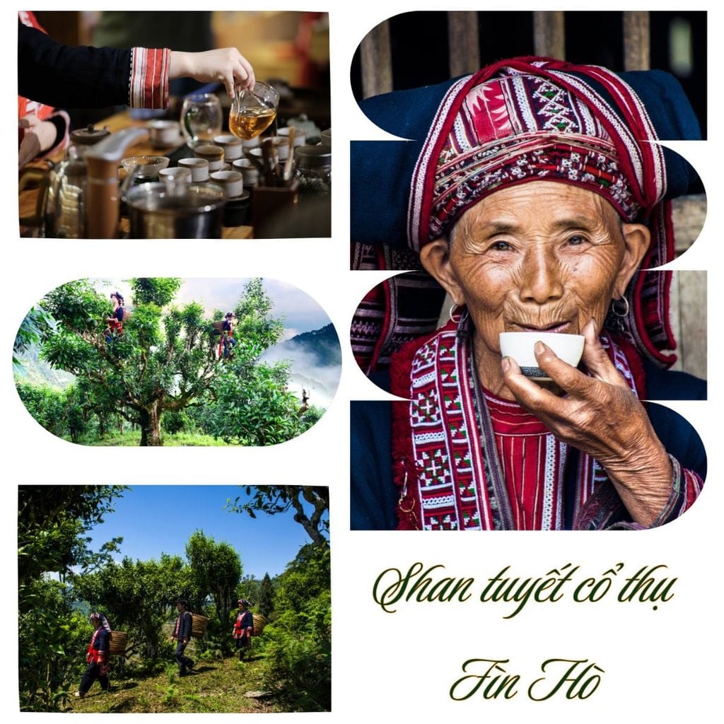  Trà Xanh Shan Tuyết Đậm Vị – Hộp Quà 20 Gói 10g 