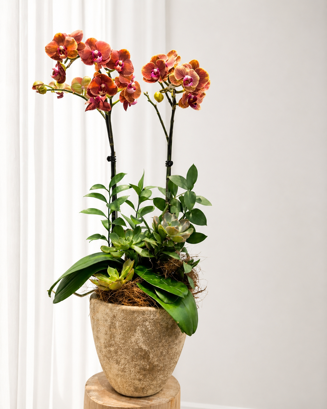  Chậu Lan Hồ Điệp Ánh Dương Cát Tường - LHD231 