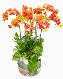  Chậu Lan Hồ Điệp Thuần Túy - LHĐ203 