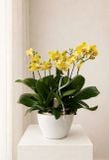  Chậu Lan Hồ Điệp Hoàng Kim Phú Quý - LHD239 