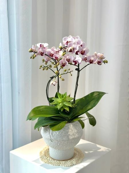 Chậu Hoa Lan Hồ Điệp Mini Nhiều Cành Đẹp, Giá Rẻ: Chậu Lan Hồ Điệp Bạch Hồng An Nhiên - LHD251