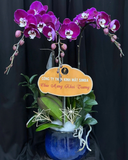  Chậu Lan Hồ Điệp Hưng Lộc - LHĐ186 