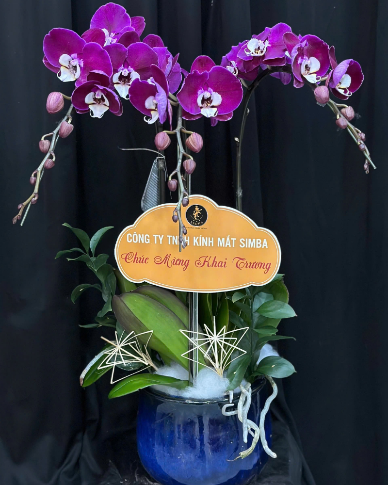  Chậu Lan Hồ Điệp Hưng Lộc - LHĐ186 