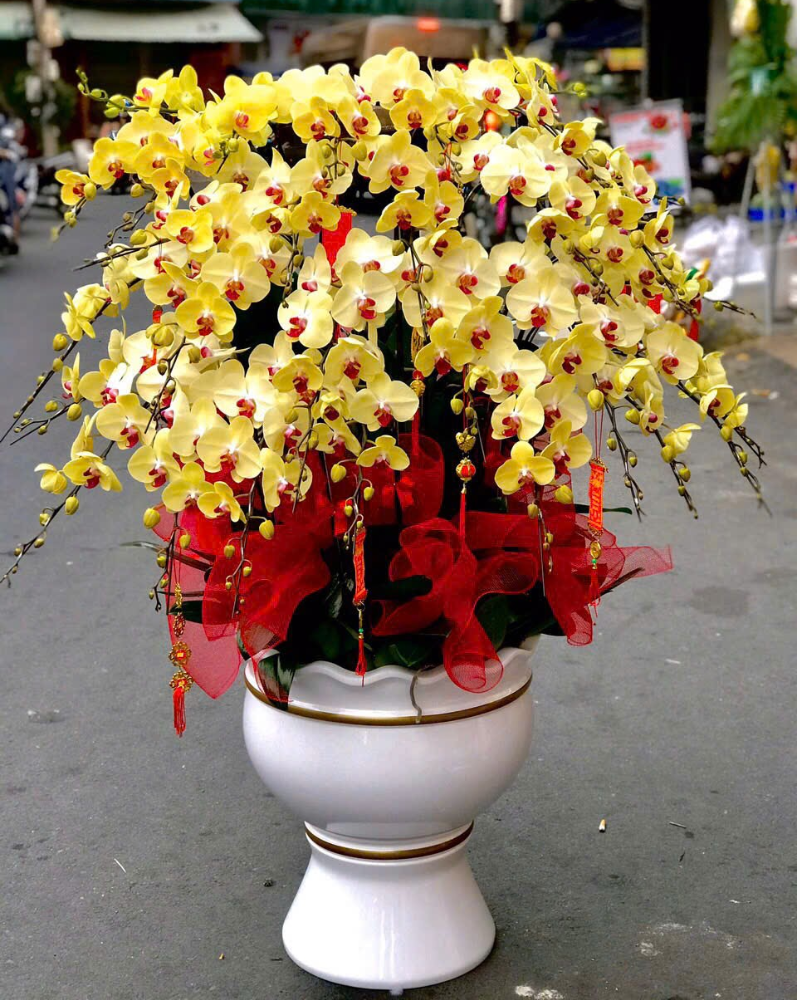  Chậu Lan Hồ Điệp Sắc Lộc - LHĐ159 